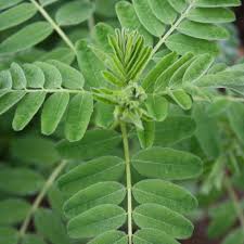 Image result for Astragalus