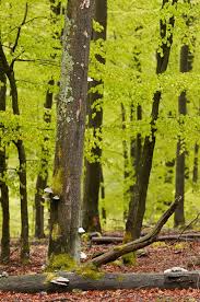 Wald Wasser Und Berge Das Sauerland Hier Leben Wir C Klaus Peter Kappest Sauerland Romantik Hotels Romantik