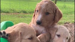 This handsome boy needs someone experienced in good positive reinforcement dog handling. Golden Star Family Puppies North Carolina