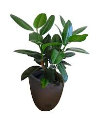 When you have cats, you need to be aware of all toxic plants since so many are suitable to bonsai. Rubber Tree Ficus Elastica All The Tips On Growing The Rubber Plant