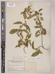 Image result for Marsdenia macrantha