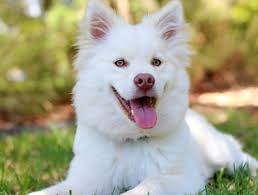 Virtual phone numbers for online text message reception. The Pet Food Store Dubai Pet Food Dog Food Services Online Dubai Happy Puppy Dubai