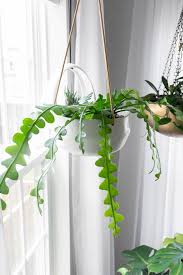 This interesting epiphytic cactus doesn�t even look like a real plant. Ric Rac Cactus Care How To Help This Crazy Plant Thrive Indoors