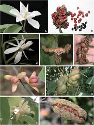 Major clades and a revised classification of Magnolia and Magnoliaceae  based on whole plastid genome sequences via genome skimming - Wang - 2020 -  Journal of Systematics and Evolution - Wiley Online Library