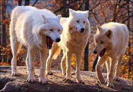 The best laughing wolves memes, funny wolves memes, three wolves memes, laughing wolfs memes, memes wolves with. A Photo Of Three White Wolves Laughing Becomes The Latest Funny Meme Funny Wolf Wolf Meme Pet Wolf