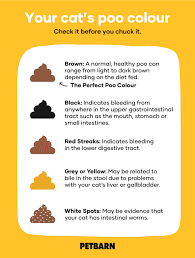 Justin shmalberg, dvm and nom nom's veterinary nutritionist. Newborn Kitten Poop Chart Novocom Top