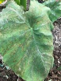 里芋葉っぱが茶色く変色してます病気なら薬剤はなんでしょうか ほかの Yahoo 知恵袋