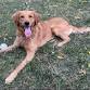 Barkfest - Celebrate National Dog Day!
