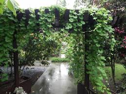 Image result for Aristolochia littoralis