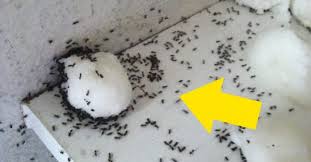 Remedios para eliminar las hormigas en casa especialmente en primavera, empiezan a salir hormigas en casa. 2 Ingredientes Para Deshacerte De Las Hormigas De Tu Casa En Unos Minutos