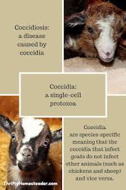 Preventing Coccidiosis The Thrifty Homesteader Homesteading Animals Breeding Goats Goat Health