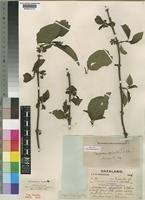 Image result for Rytigynia sp. M