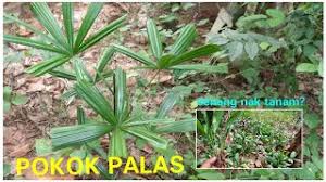 Masakan melayu (melaysian cuisine recipes). Daun Palas Herunterladen