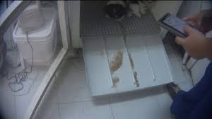Check spelling or type a new query. Tyler Petland Store Kept Dead Dog In Freezer Neglected Vet Care According To Humane Society