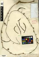 Image result for Adenia repanda