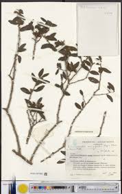 Image result for Actinanthella