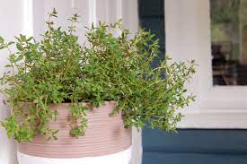 Thyme is one of the most commonly used culinary herbs. How To Grow Thyme Indoors