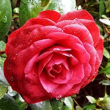 Just In Time For Valentine S Day Camellia Japonica Nuccio S Bella Rossa From Monroviaplants Is Blooming Camelliajaponi Bloom Japonica Camellia