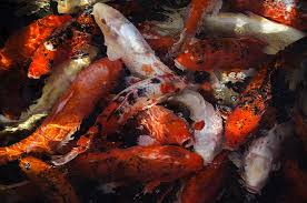 The second section talks about what to do when a pet fish dies. Fish Koi Koi Carp Carp Pond Japan Water Nature Japanese Red Pxfuel