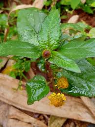 Image result for Acmella