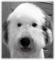 Black And White Old English Sheepdog Puppy Old English Sheepdog Topknots Old English Sheepdog Old English Sheepdog Puppy English Dogs