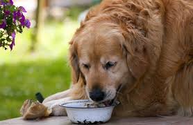 4 health dog food recipe thats liw fat. The 8 Best Dog Foods For Weight Loss 2021 Reviews