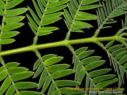 Image result for Cyclocarpa