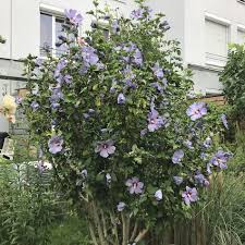 Hibiskus Richtig Schneiden Straucher Garten Garten Bepflanzen Gartenhibiskus
