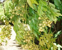 Image result for Clausena lansium