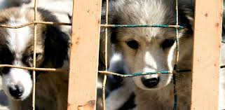 Happy tails puppies puppy mill. Puppy Mills Ending Abusive Dog Breeding Prudent Pet Insurance