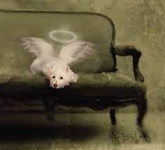 Maybe you would like to learn more about one of these? In Home Euthanasia Becomes Popular Option For Pet Owners Dejohn Pet Cremation Pet Loss Support And Crematory Ohio