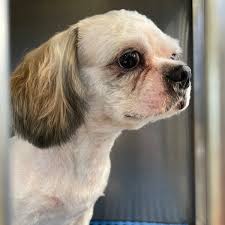 Anton's gowt, boston pe22 7bg, uk. Pet Express Barangay 76 Gf Sm Mall Of Asia