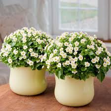 Image result for Exacum