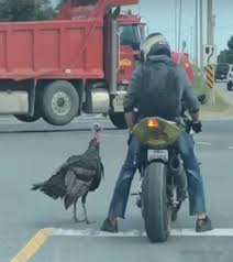 Apple orchard album out now! Bikers Diserang Ayam Kalkun Besar Aksinya Bikin Ngakak Okezone Otomotif