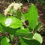 Image result for Crossopteryx