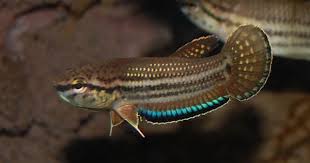All About Betta Fish Wild Betta Fish Species Betta Fish Betta Breeding Betta Fish