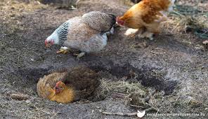 To control oils on their bodies. Why Do Chickens Dust Bathe