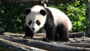 We did not find results for: Video Des Animations Et Un Gateau Pour Le Premier Anniversaire Du Bebe Panda Au Zoo De Beauval