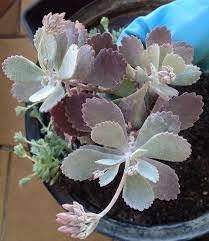 Kalanchoe Pumila Quicksilver