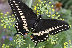 Black Blue And White Butterfly Meaning Butterfly Meaning And Symbols Spiritanimal Animalsymbolism Blue Totem Spirittotem Butterfly Meaning Swallowtail Butterfly Blue Butterfly Meaning