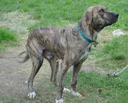 Dog Blog Dog Breed Mountain Cur Dog Breed Photos Mountain Cur Dog Dog Breed Photos Dog Breed Info