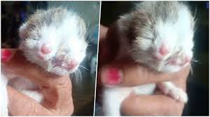 Kas uang, kantor polisi, kucing, parang, lombok, jual es, polo air, bisma ; Mimpi Kucing Terbakar Inilah Ulasan Tentang Arti Mimpi Melihat Anak Kucing Terbakar Dan Sejumlah Informasi Lain Yang Temukan Pembahasan Yang Paling Cocok Menerangkan Tentang Arti Mimpi Melihat Anak Kucing