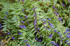 Image result for Gentiana asclepiadea alba