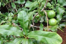 Image result for Macadamia aff. integrifolia