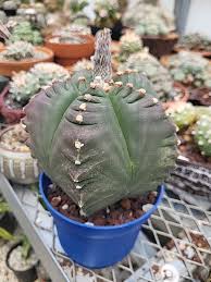 Image result for Craterostigma newtonii