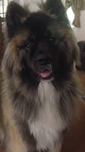 Japanese Akita Long Coat Male Cute Dog Akita Dog Dogs Akita Puppies