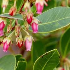 Image result for Rawsonia lucida