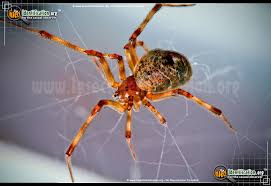 American House Spider