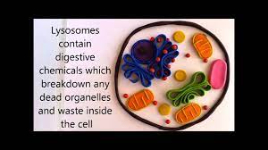 Cell Organelles And Their Function Both 3d And Microscopic Views Youtube Cell Organelles Organelles Cells Project