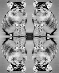 This advert is located in and around nottingham, nottinghamshire. Rare Goldbar Chinchilla Chinchilla Icon 24123129 Fanpop